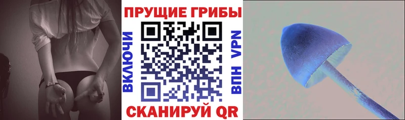 Купить где  Гвардейск  Галлюциногенные грибы GOLDEN TEACHER 